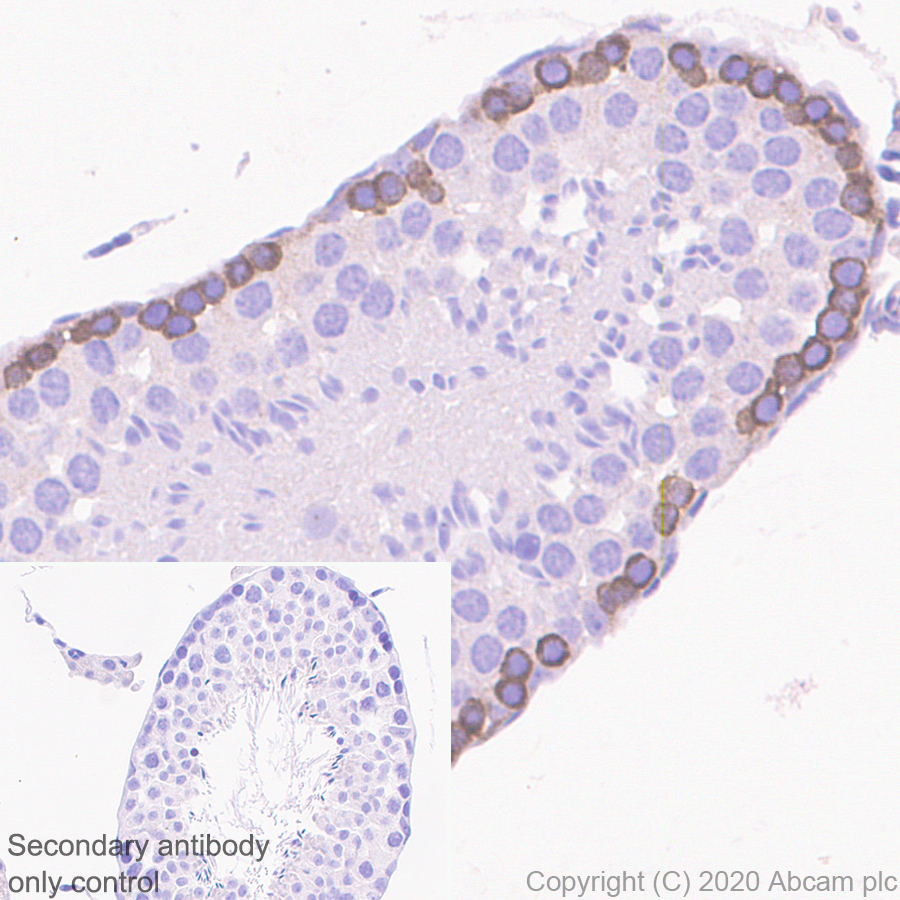 Immunohistochemistry (Formalin/PFA-fixed paraffin-embedded sections) - Anti-FMRP antibody [EPR23852-90] (ab259335), expandable thumbnail