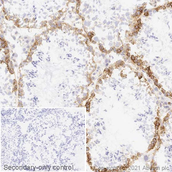 Immunohistochemistry (Frozen sections) - Anti-FMRP antibody [EPR23852-90] (AB259335)