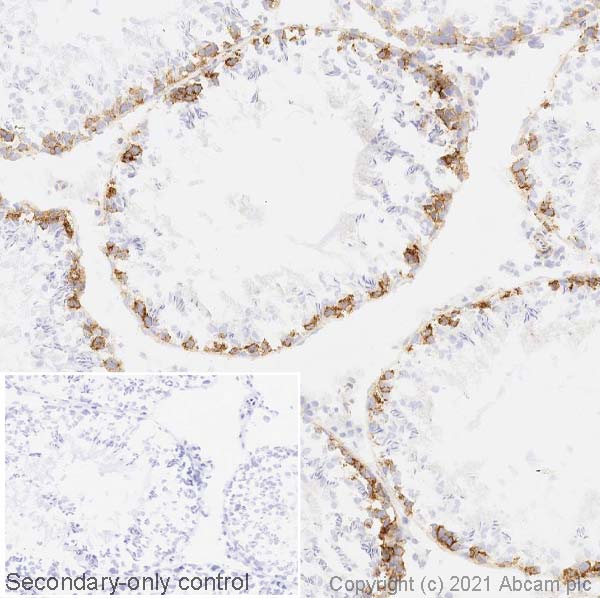 Immunohistochemistry (Frozen sections) - Anti-FMRP antibody [EPR23852-90] (AB259335), expandable thumbnail