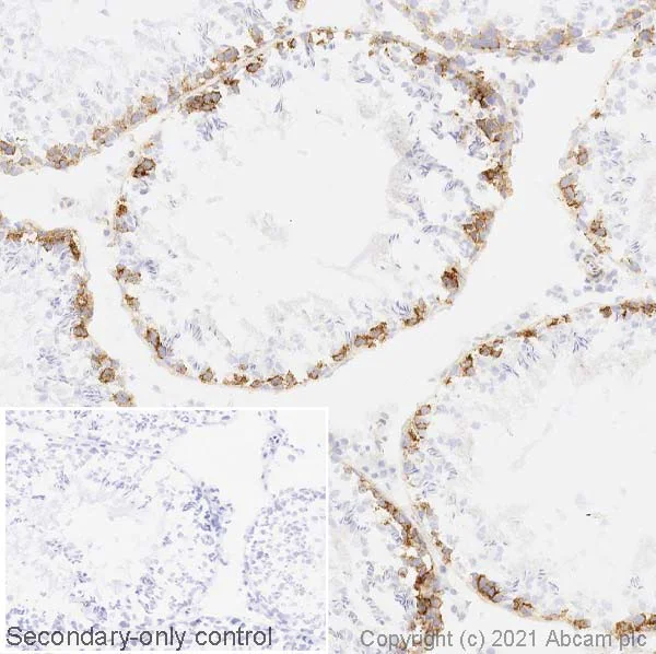 Immunohistochemistry (Frozen sections) - Anti-FMRP antibody [EPR23852-90] (AB259335)