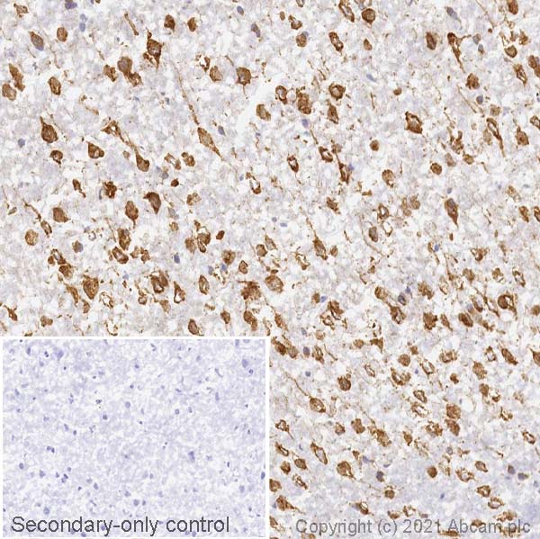 Immunohistochemistry (Frozen sections) - Anti-FMRP antibody [EPR23852-90] (ab259335), expandable thumbnail