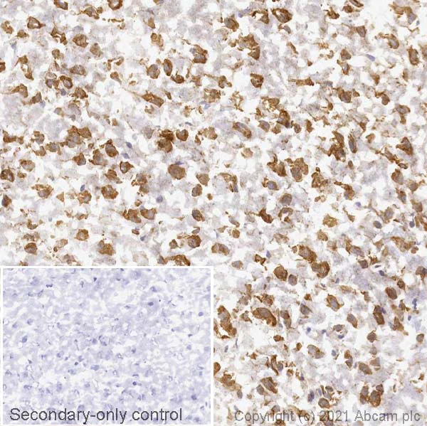 Immunohistochemistry (Frozen sections) - Anti-FMRP antibody [EPR23852-90] (AB259335)