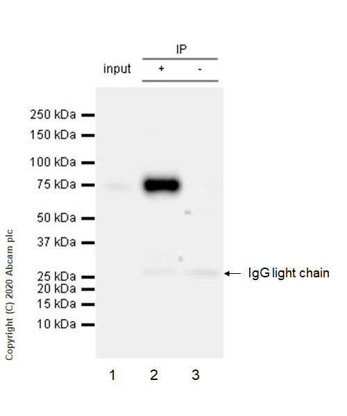 Immunoprecipitation - Anti-FMRP antibody [EPR23852-90] (AB259335), expandable thumbnail
