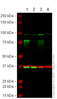Western blot - Anti-FMRP antibody [EPR23852-90] (ab259335), expandable thumbnail