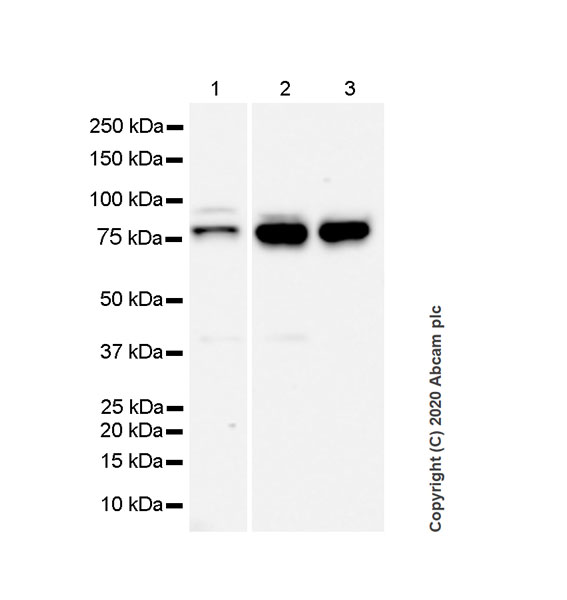 Western blot - Anti-FMRP antibody [EPR23852-90] (ab259335), expandable thumbnail