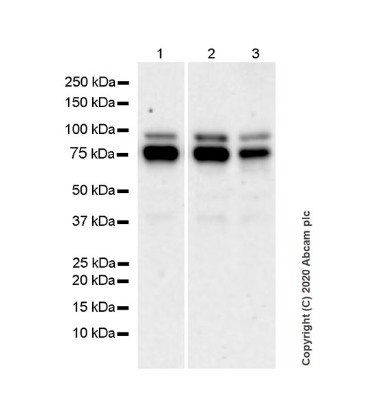 Western blot - Anti-FMRP antibody [EPR23852-90] (ab259335), expandable thumbnail