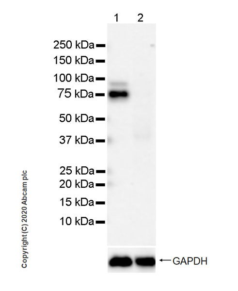 Western blot - Anti-FMRP antibody [EPR23852-90] (ab259335), expandable thumbnail