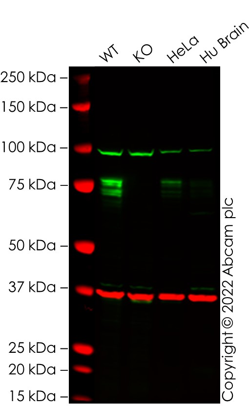 Western blot - Anti-FMRP antibody [EPR23852-90] (ab259335), expandable thumbnail
