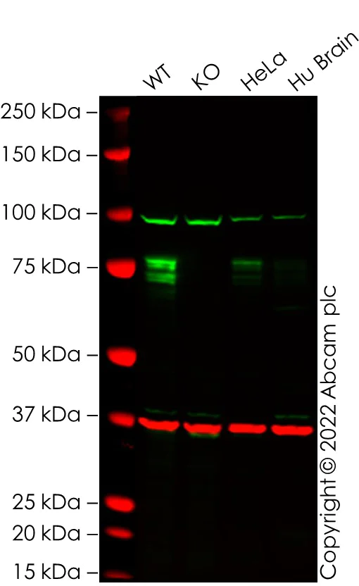 Western blot - Anti-FMRP antibody [EPR23852-90] (AB259335)