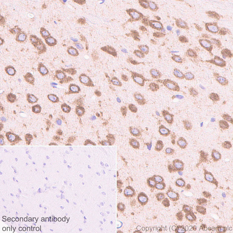 Immunohistochemistry (Formalin/PFA-fixed paraffin-embedded sections) - Anti-FMRP antibody [EPR23852-90] - BSA and Azide free (AB277489)