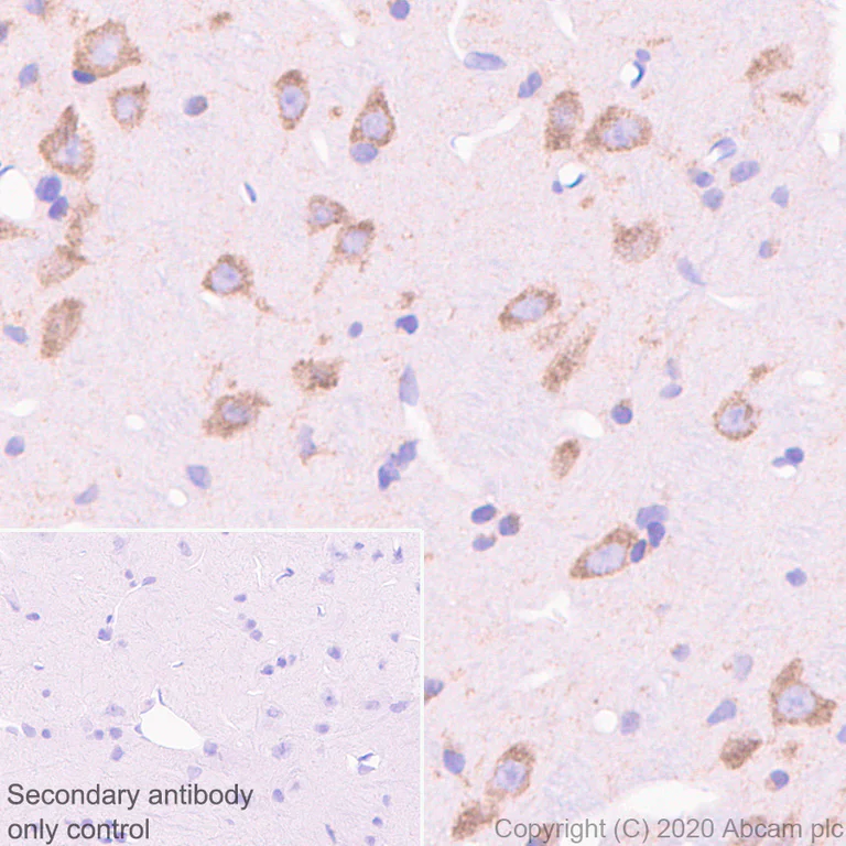 Immunohistochemistry (Formalin/PFA-fixed paraffin-embedded sections) - Anti-FMRP antibody [EPR23852-90] - BSA and Azide free (AB277489)