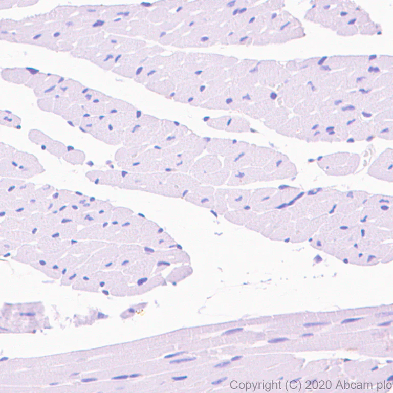 Immunohistochemistry (Formalin/PFA-fixed paraffin-embedded sections) - Anti-FMRP antibody [EPR23852-90] - BSA and Azide free (AB277489)