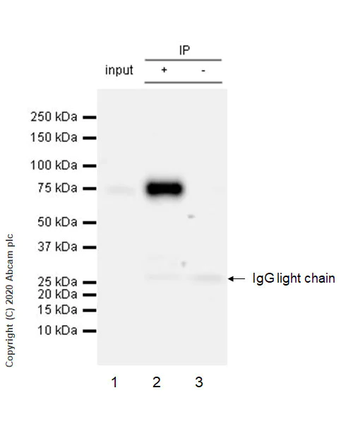 Immunoprecipitation - Anti-FMRP antibody [EPR23852-90] - BSA and Azide free (AB277489)