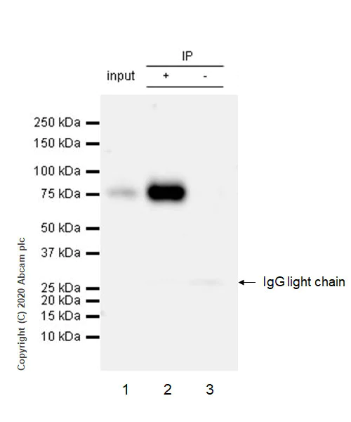 Immunoprecipitation - Anti-FMRP antibody [EPR23852-90] - BSA and Azide free (AB277489)