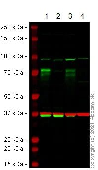 Western blot - Anti-FMRP antibody [EPR23852-90] - BSA and Azide free (AB277489)