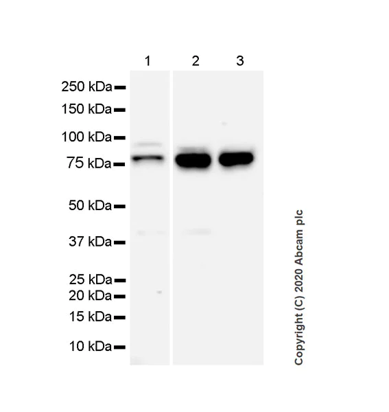 Western blot - Anti-FMRP antibody [EPR23852-90] - BSA and Azide free (AB277489)