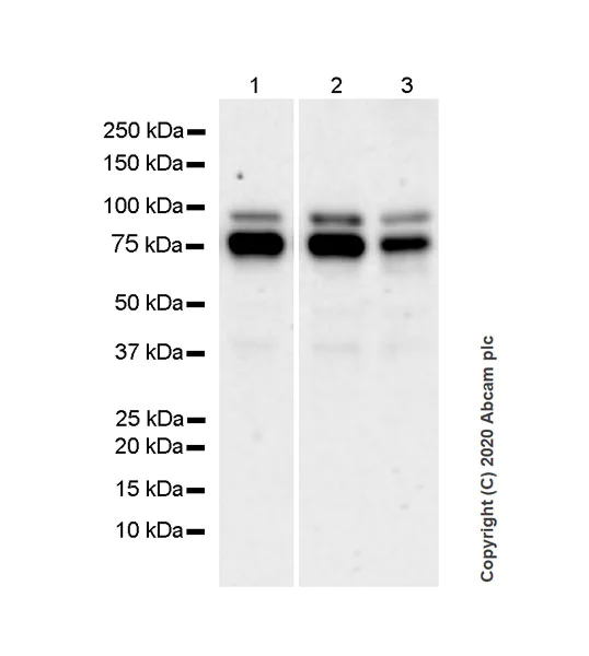 Western blot - Anti-FMRP antibody [EPR23852-90] - BSA and Azide free (AB277489)