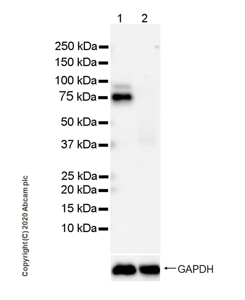 Western blot - Anti-FMRP antibody [EPR23852-90] - BSA and Azide free (AB277489)