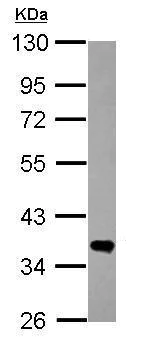 Western blot - Anti-FN3K antibody (AB228639)