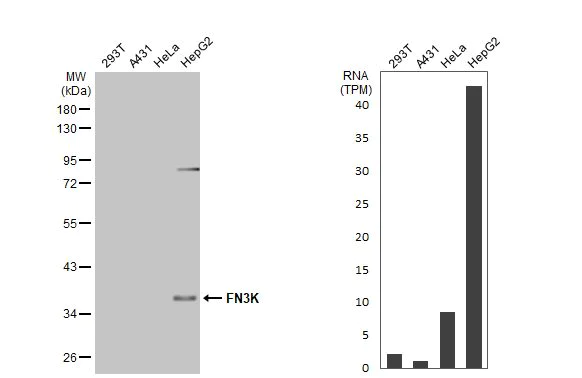 Western blot - Anti-FN3K antibody [HL2223] (AB317168)