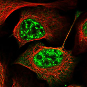 Immunocytochemistry/ Immunofluorescence - Anti-FNBP3 antibody (AB204371), expandable thumbnail