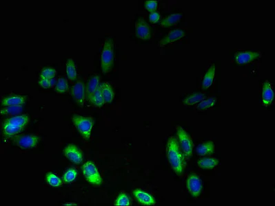Immunocytochemistry/ Immunofluorescence - Anti-FNDC3B antibody (AB238686)