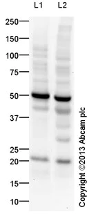 Western blot - Anti-FNDC5 antibody (AB131390)