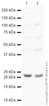 Western blot - Anti-FNDC5 antibody (AB131390)