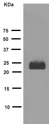 Western blot - Anti-FNDC5 antibody [EPR12209] - BSA and Azide free (AB240180)