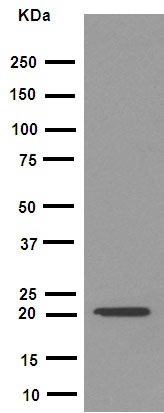 Western blot - Anti-FNDC5 antibody [EPR12209] - BSA and Azide free (AB240180)