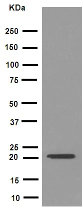 Western blot - Anti-FNDC5 antibody [EPR12209] - BSA and Azide free (AB240180)
