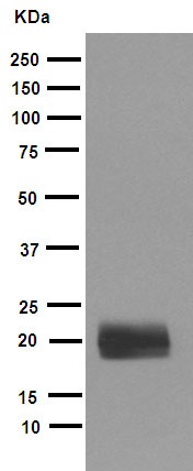 Western blot - Anti-FNDC5 antibody [EPR12209] - BSA and Azide free (AB240180)