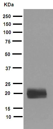 Western blot - Anti-FNDC5 antibody [EPR12209] - BSA and Azide free (AB240180)