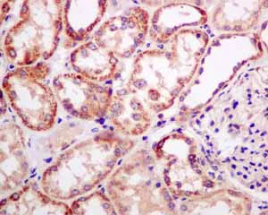 Immunohistochemistry (Formalin/PFA-fixed paraffin-embedded sections) - Anti-FNIP1 antibody [EPNCIR107] (AB134969)