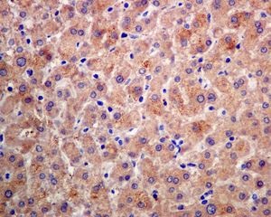Immunohistochemistry (Formalin/PFA-fixed paraffin-embedded sections) - Anti-FNIP1 antibody [EPNCIR107] (AB134969)