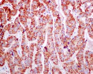 Immunohistochemistry (Formalin/PFA-fixed paraffin-embedded sections) - Anti-FNIP1 antibody [EPNCIR107] (AB134969)