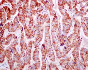 Immunohistochemistry (Formalin/PFA-fixed paraffin-embedded sections) - Anti-FNIP1 antibody [EPNCIR107] (AB134969)