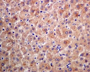 Immunohistochemistry (Formalin/PFA-fixed paraffin-embedded sections) - Anti-FNIP1 antibody [EPNCIR107] - BSA and Azide free (AB248761)