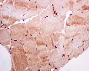 Immunohistochemistry (Formalin/PFA-fixed paraffin-embedded sections) - Anti-FNIP1 antibody [EPNCIR107] - BSA and Azide free (AB248761)