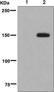 Western blot - Anti-FNIP1 antibody [EPNCIR107] - BSA and Azide free (AB248761)