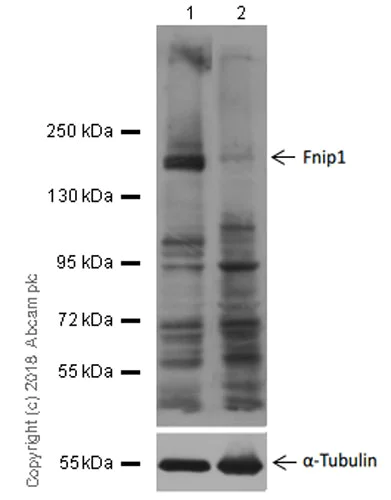 Western blot - Anti-FNIP1 antibody [EPR20832] (AB215725)