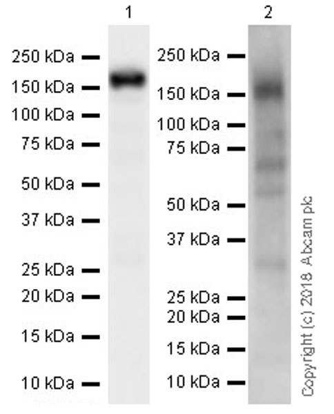 Western blot - Anti-FNIP1 antibody [EPR20832] (AB215725), expandable thumbnail