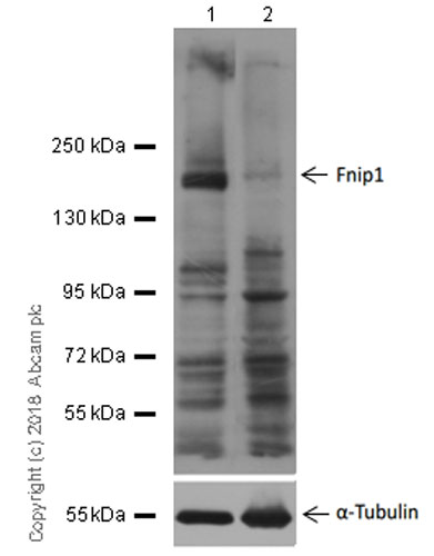 Western blot - Anti-FNIP1 antibody [EPR20832] - BSA and Azide free (AB236547)
