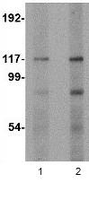Western blot - Anti-FNIP2 antibody (AB106611)