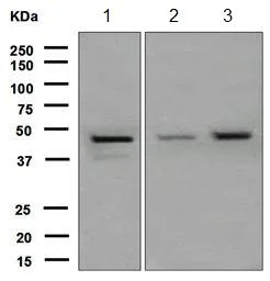 Western blot - Anti-FNTA antibody [EPR4704] (AB109738)