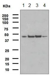Western blot - Anti-FNTA antibody [EPR4704] (AB109738)