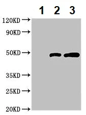 Immunoprecipitation - Anti-FNTB antibody (AB236649)