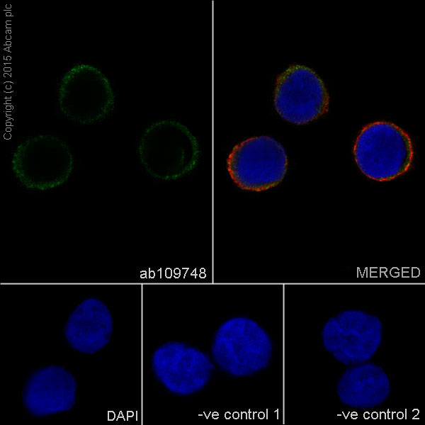 Immunocytochemistry/ Immunofluorescence - Anti-FNTB antibody [EPR4706] (AB109748)