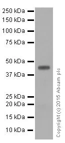Western blot - Anti-FNTB antibody [EPR4706] (AB109748)