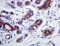 Immunohistochemistry (Formalin/PFA-fixed paraffin-embedded sections) - Anti-FNTB antibody [EPR4707] (AB109625)